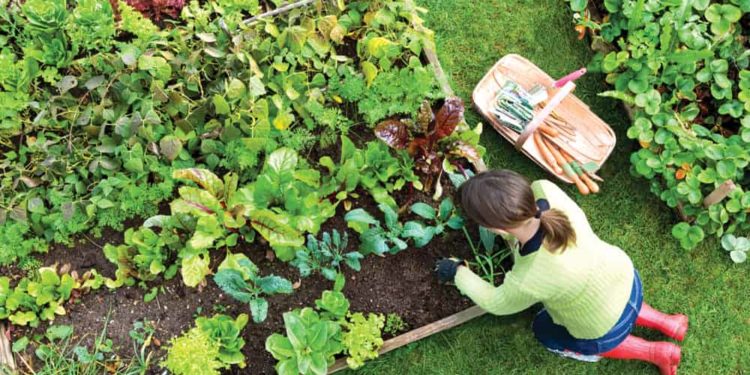 come fare orto biologico