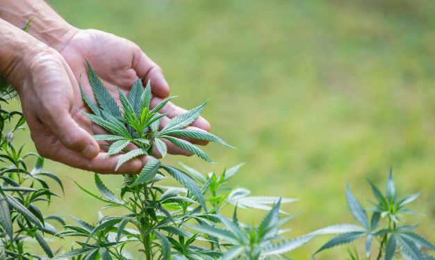 Ue favorevole alla canapa: in Puglia boom di coltivazioni