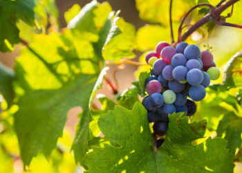 Boom di vendite per il primitivo di Manduria