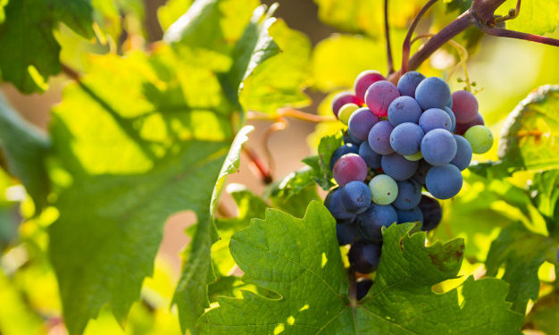 Boom di vendite per il primitivo di Manduria