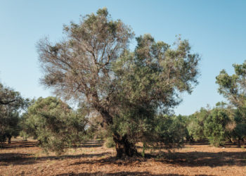 Progetto di rigenerazione sostenibile per le zone colpite da xylella