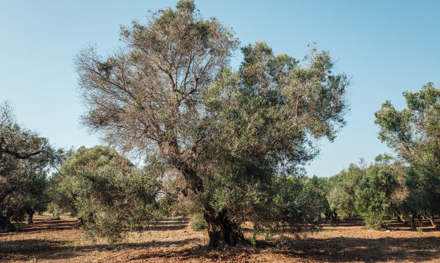 Progetto di rigenerazione sostenibile per le zone colpite da xylella