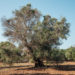 Progetto di rigenerazione sostenibile per le zone colpite da xylella