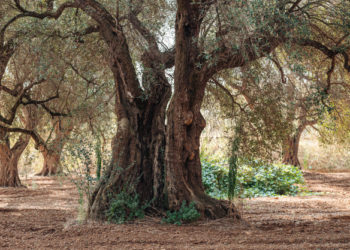 Nuovi indennizzi per i danni da Xylella