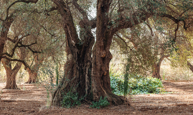 Nuovi indennizzi per i danni da Xylella