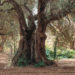 Nuovi indennizzi per i danni da Xylella