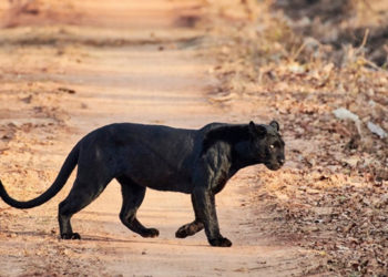 Avvistamenti pantera nell’area metropolitana di Bari: il decalogo dei comportamenti da tenere per evitare rischi
