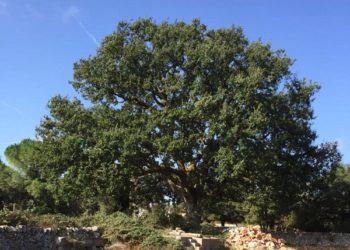 Alberi monumentali, in Puglia censiti 44 nuovi esemplari