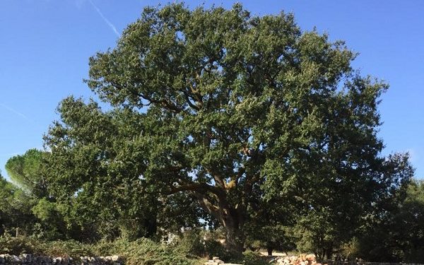 Alberi monumentali, in Puglia censiti 44 nuovi esemplari