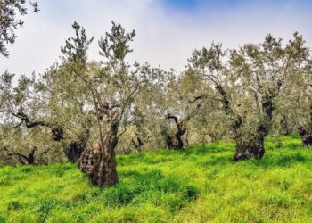 Calamità Xylella 2020: dal  21 settembre è possibile presentare le domande di accesso ai contributi