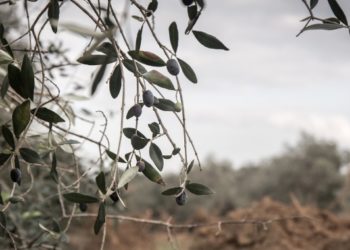 Monitoraggio Xylella: on-line il “cruscotto” sull’attività di sorveglianza territoriale del batterio