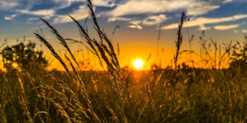 AGRICOLTURA, BANDO PRIMO INSEDIAMENTO GIOVANI: LE PROSSIME TAPPE