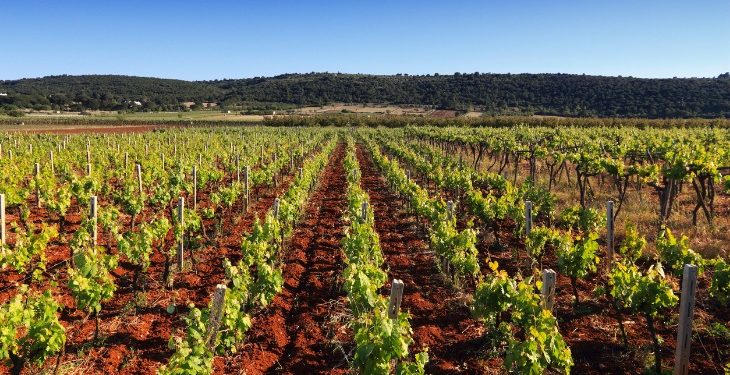 I vini pugliesi nella classifica delle “100 eccellenze italiane 2022” su rivista Forbes