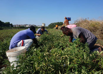 Sfruttamento lavorativo nelle campagne della Puglia, iniziativa a Nardò. Nell’ambito del Progetto Su.Pr.Eme. finanziato dalla Commissione Europea
