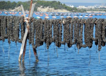 “Presidio slow food della cozza nera tarantina”: giovedì 28.04 la presentazione