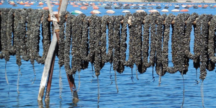 “Presidio slow food della cozza nera tarantina”: giovedì 28.04 la presentazione