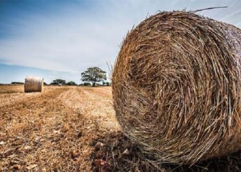 PSR Puglia 2014-2020: in pubblicazione il bando dedicato ai giovani agricoltori