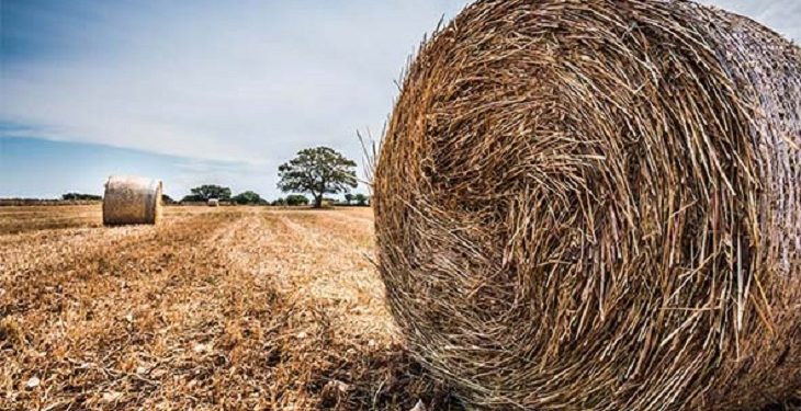 PSR Puglia 2014-2020: in pubblicazione il bando dedicato ai giovani agricoltori