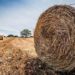 PSR Puglia 2014-2020: in pubblicazione il bando dedicato ai giovani agricoltori