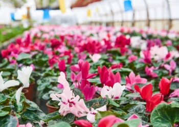 Accordo di programma per l’adozione di misure per il miglioramento della qualità dell’aria nella Regione Puglia