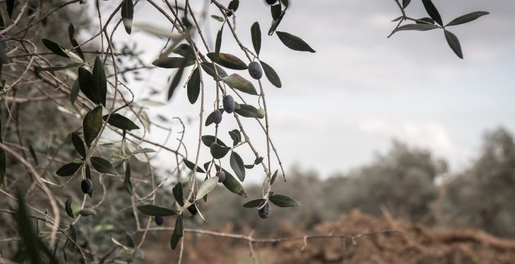 Xylella, sentenza TAR su provvedimenti di abbattimento piante infette: la dichiarazione dell’assessore regionale all’Agricoltura