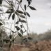 Xylella, sentenza TAR su provvedimenti di abbattimento piante infette: la dichiarazione dell’assessore regionale all’Agricoltura