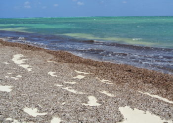 Da oggi anche in Puglia diventa più semplice e agevole gestire le biomasse vegetali spiaggiate, in particolare le foglie a nastro della Posidonia, pianta acquatica impropriamente confusa con le alghe