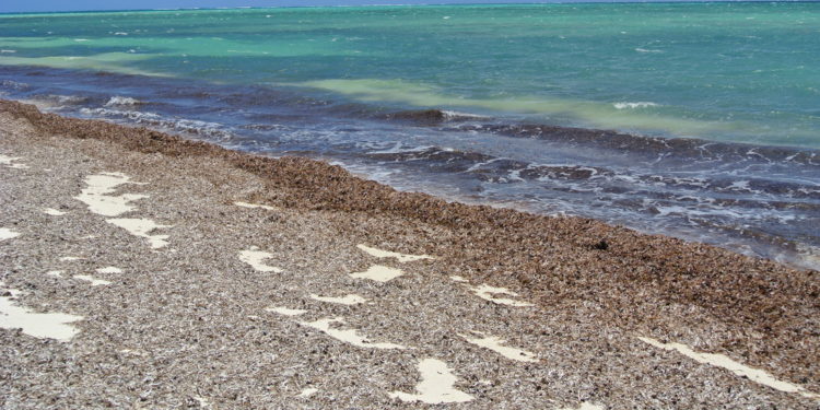 Da oggi anche in Puglia diventa più semplice e agevole gestire le biomasse vegetali spiaggiate, in particolare le foglie a nastro della Posidonia, pianta acquatica impropriamente confusa con le alghe