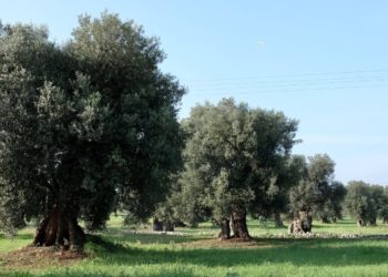Ulivi di Puglia: mercoledì 8 giugno presentazione dello spot “Intreccio indissolubile” di Alessandro Piva