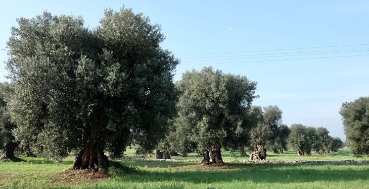 Ulivi di Puglia: mercoledì 8 giugno presentazione dello spot “Intreccio indissolubile” di Alessandro Piva