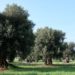 Ulivi di Puglia: mercoledì 8 giugno presentazione dello spot “Intreccio indissolubile” di Alessandro Piva