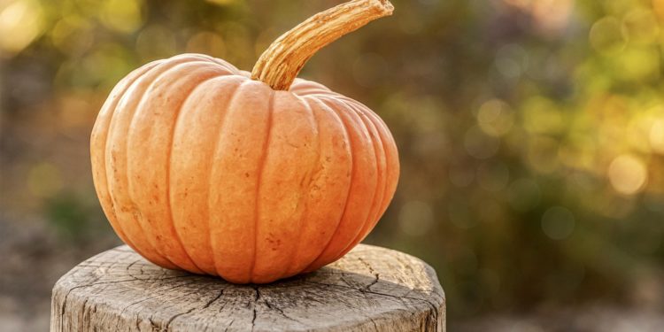Ricetta Cake di zucca